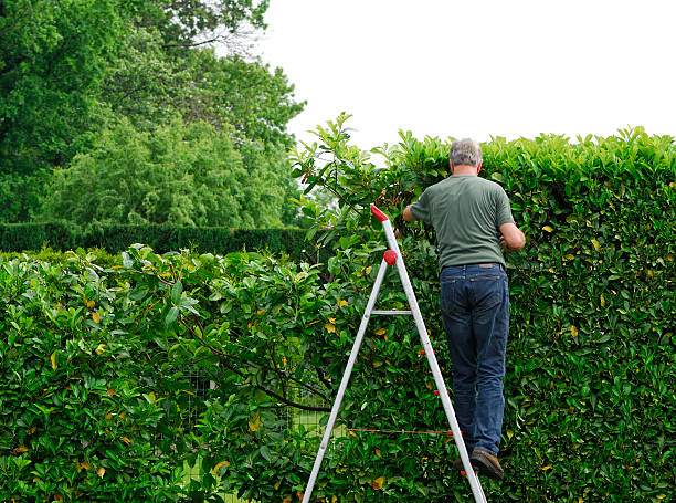 jardin avec haie à élager